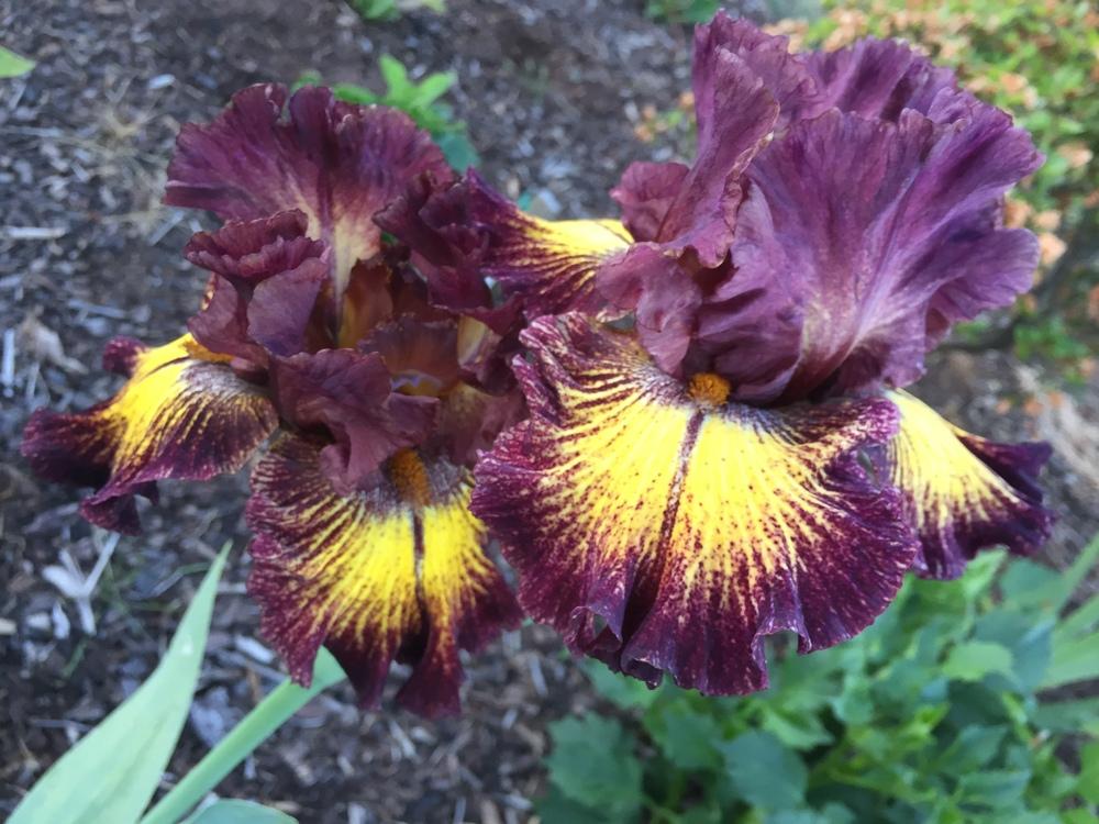 Photo of Tall Bearded Iris (Iris 'High Octane') uploaded by ElleBeesIrisWorld