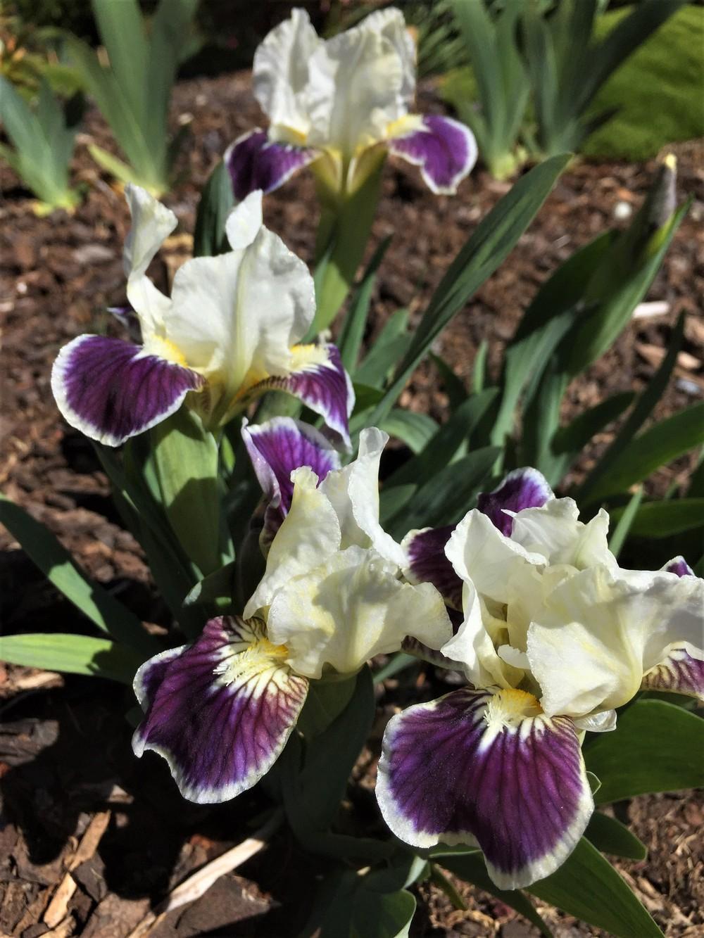 Photo of Standard Dwarf Bearded Iris (Iris 'Making Eyes') uploaded by ElleBeesIrisWorld