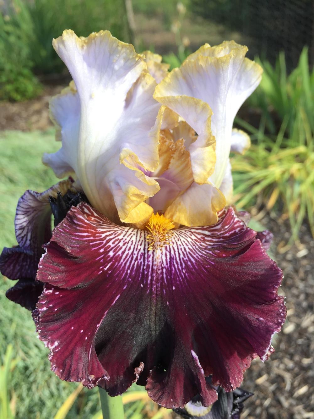 Photo of Tall Bearded Iris (Iris 'Magic Masquerade') uploaded by ElleBeesIrisWorld
