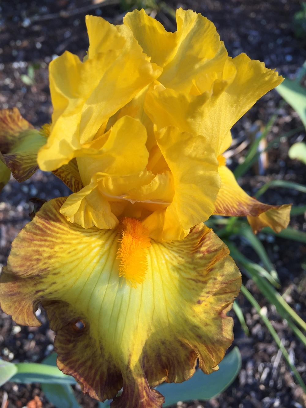 Photo of Tall Bearded Iris (Iris 'Late Pickings') uploaded by ElleBeesIrisWorld