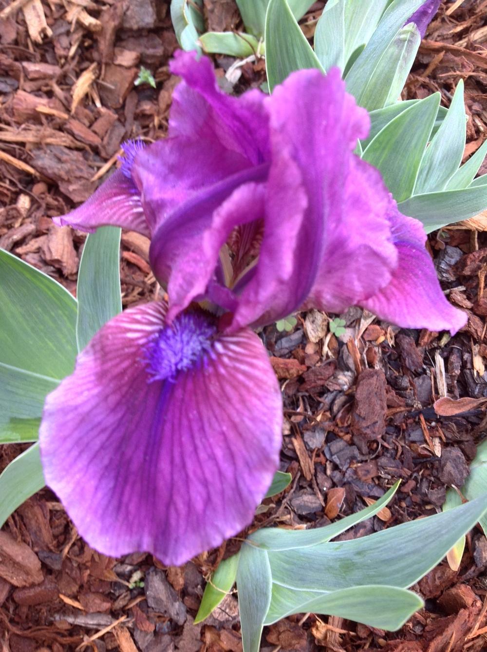 Photo of Standard Dwarf Bearded Iris (Iris 'Little Vamp') uploaded by ElleBeesIrisWorld