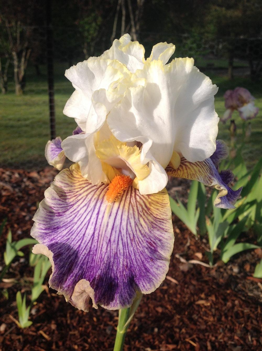 Photo of Tall Bearded Iris (Iris 'Magic Happens') uploaded by ElleBeesIrisWorld