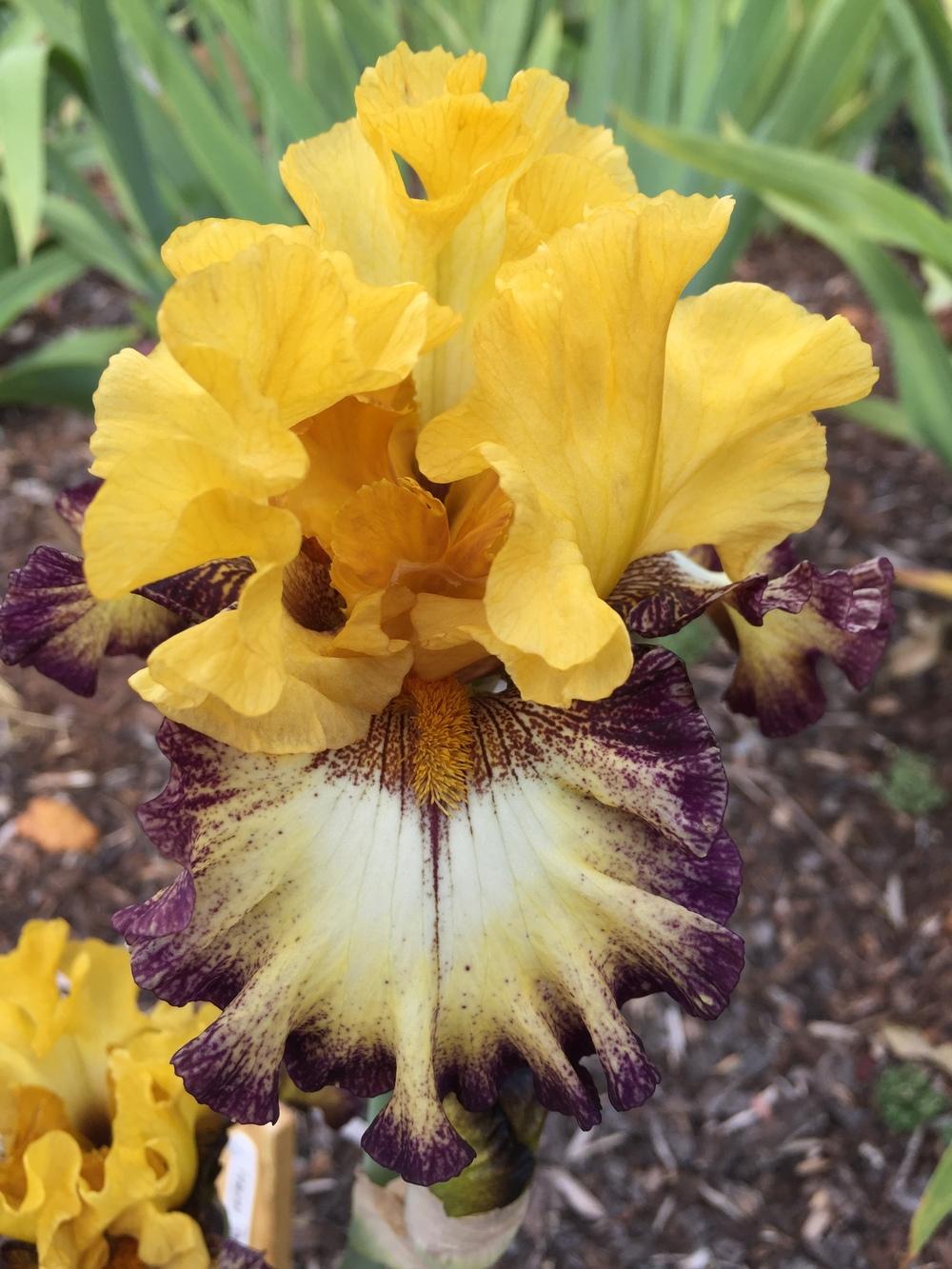 Photo of Tall Bearded Iris (Iris 'High Desert') uploaded by ElleBeesIrisWorld