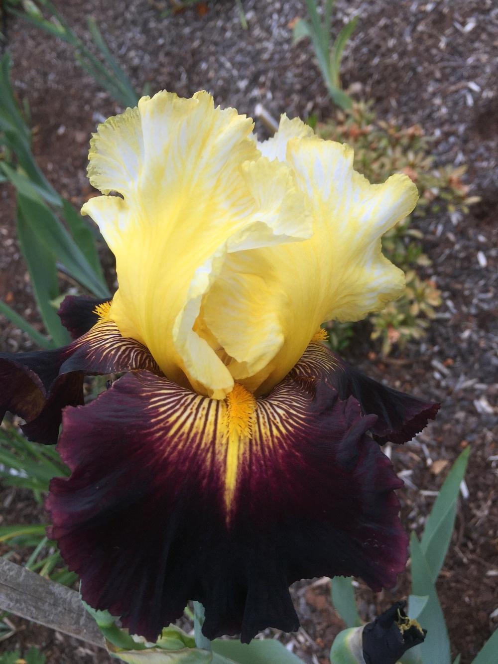 Photo of Tall Bearded Iris (Iris 'Lording It') uploaded by ElleBeesIrisWorld