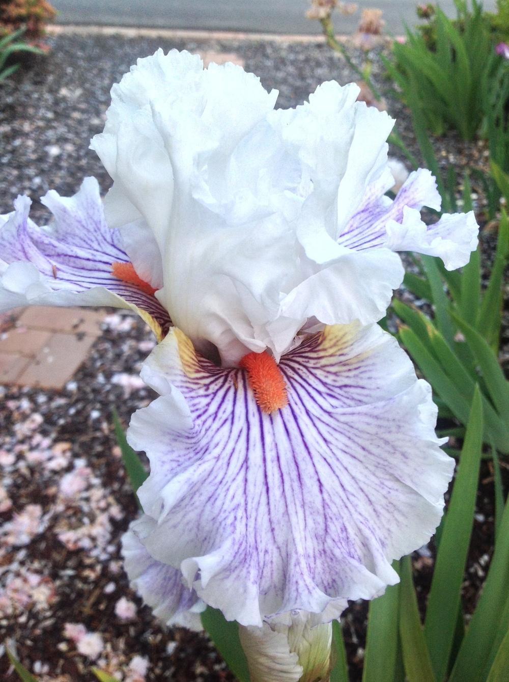 Photo of Tall Bearded Iris (Iris 'Hysteria') uploaded by ElleBeesIrisWorld