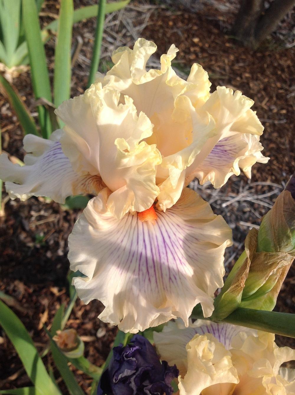 Photo of Tall Bearded Iris (Iris 'Matters of the Heart') uploaded by ElleBeesIrisWorld