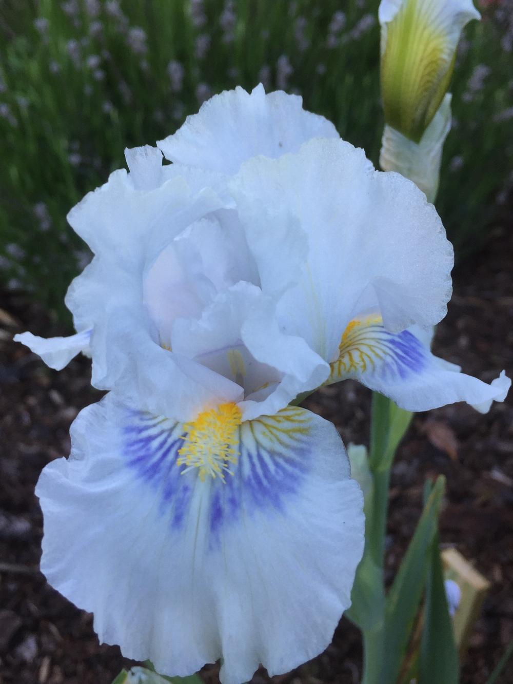Photo of Intermediate Bearded Iris (Iris 'Grindelwald') uploaded by ElleBeesIrisWorld