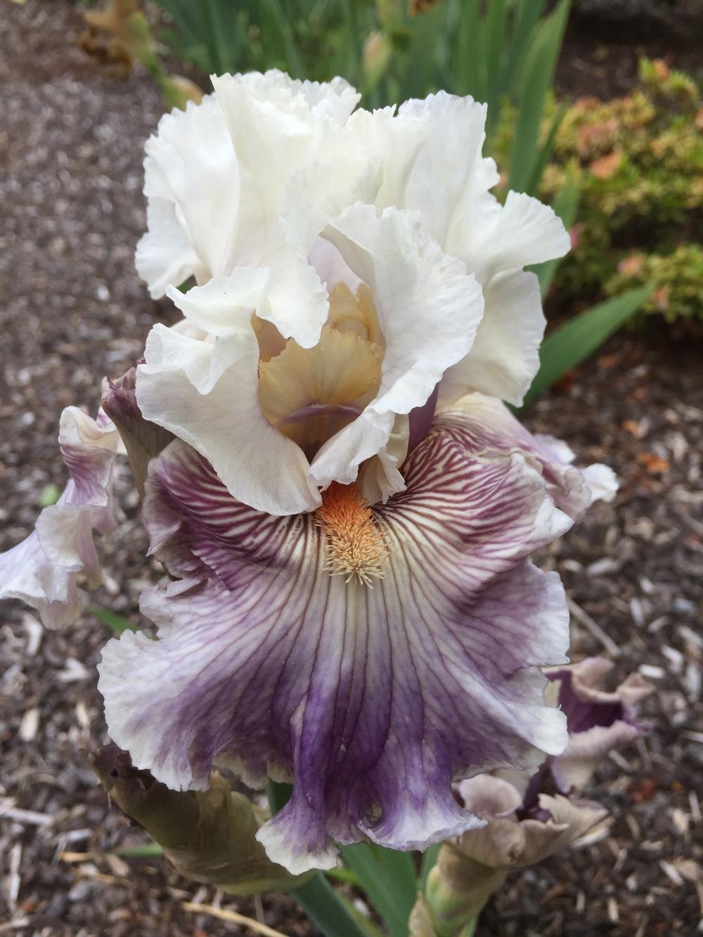 Photo of Tall Bearded Iris (Iris 'Juicy Rumours') uploaded by ElleBeesIrisWorld