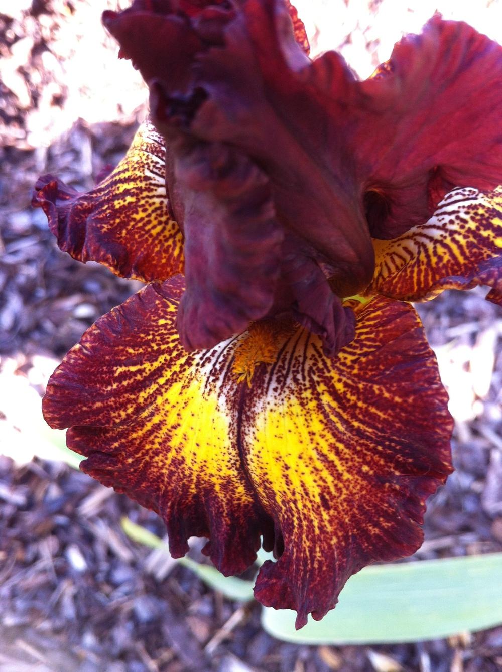 Photo of Tall Bearded Iris (Iris 'Hot Chocolate') uploaded by ElleBeesIrisWorld