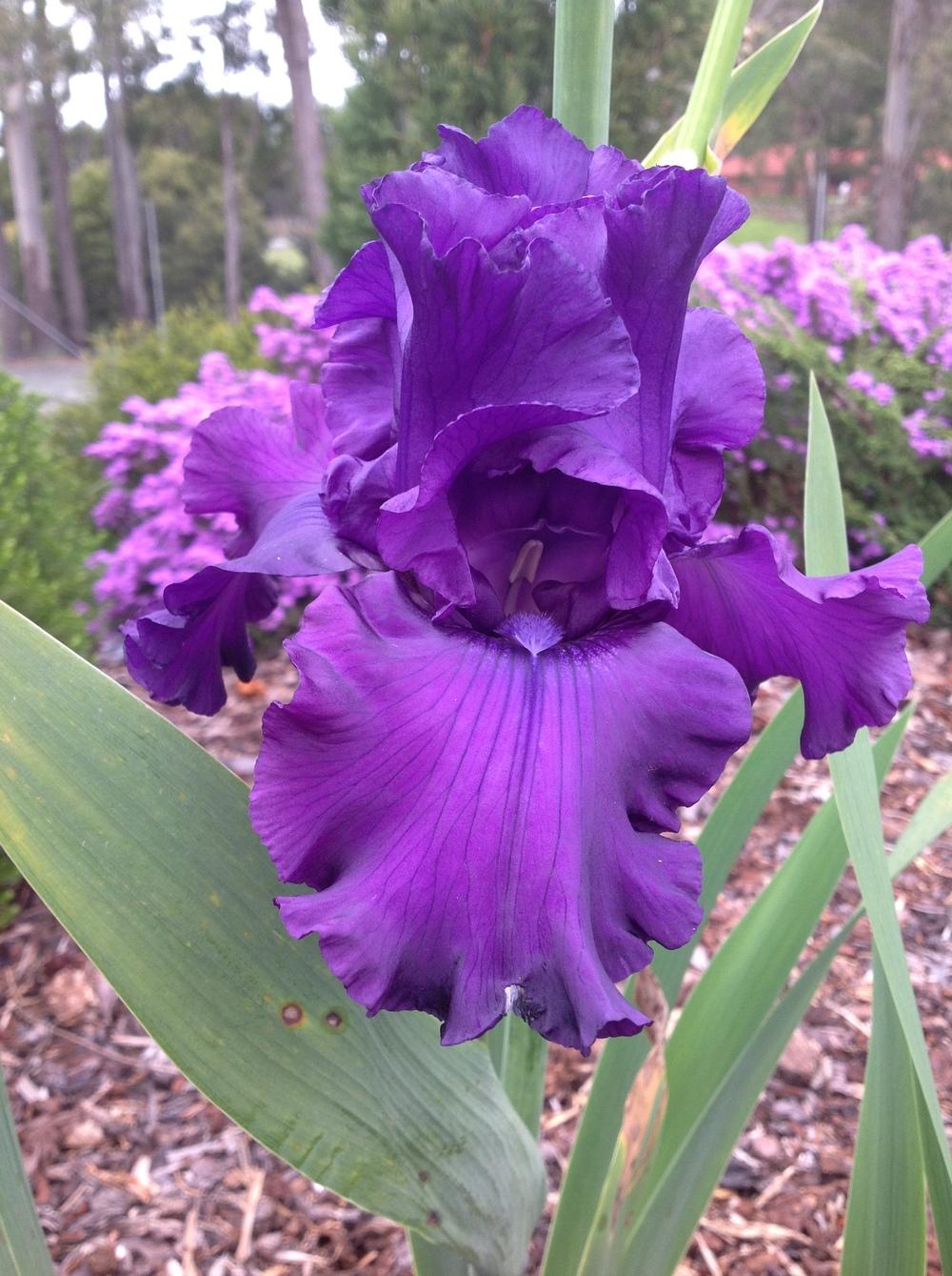 Photo of Tall Bearded Iris (Iris 'Inaugural Ball') uploaded by ElleBeesIrisWorld