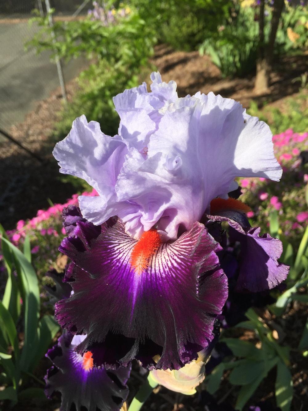 Photo of Tall Bearded Iris (Iris 'Honourable Lord') uploaded by ElleBeesIrisWorld