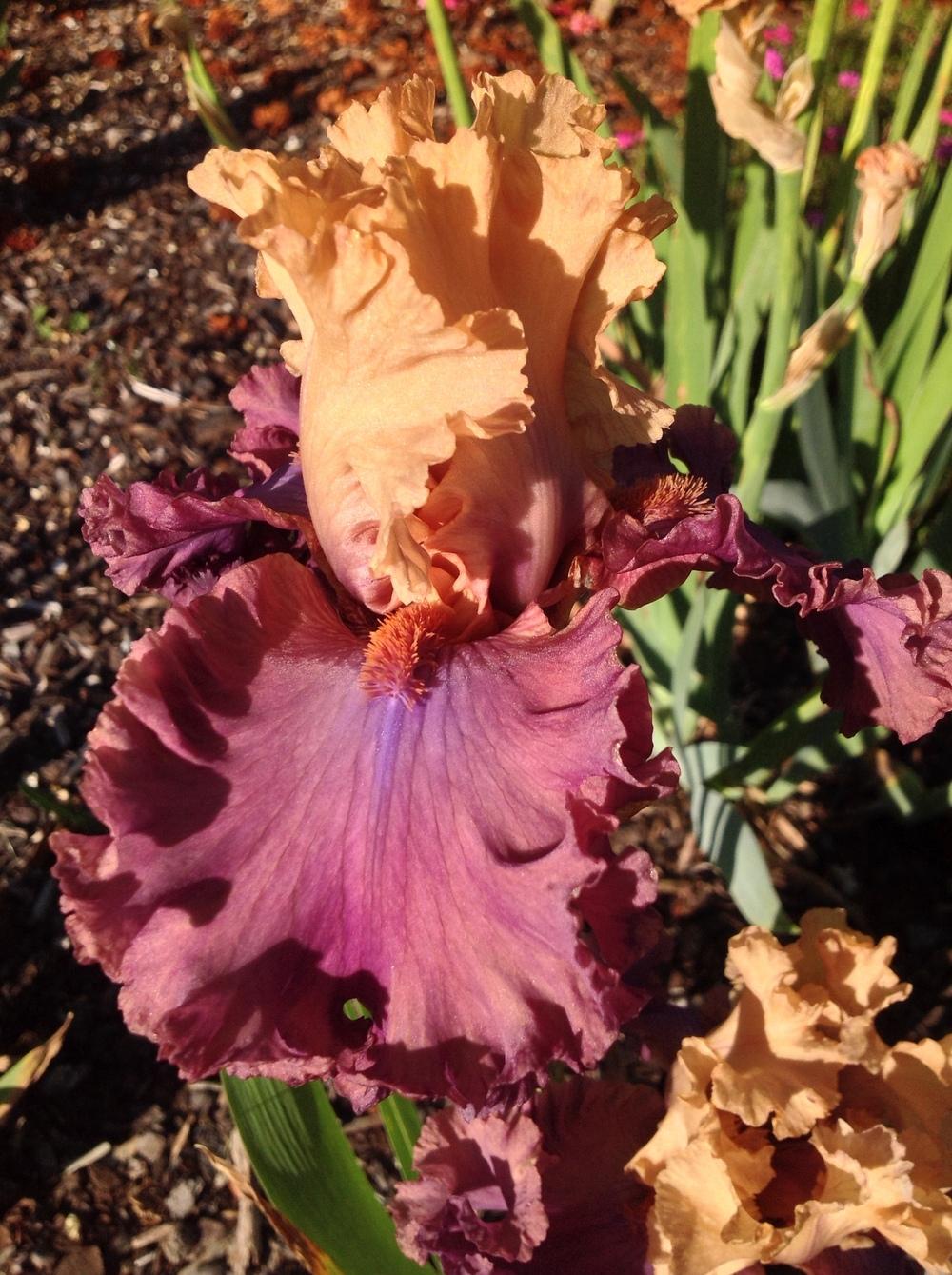 Photo of Tall Bearded Iris (Iris 'High Chancellor') uploaded by ElleBeesIrisWorld