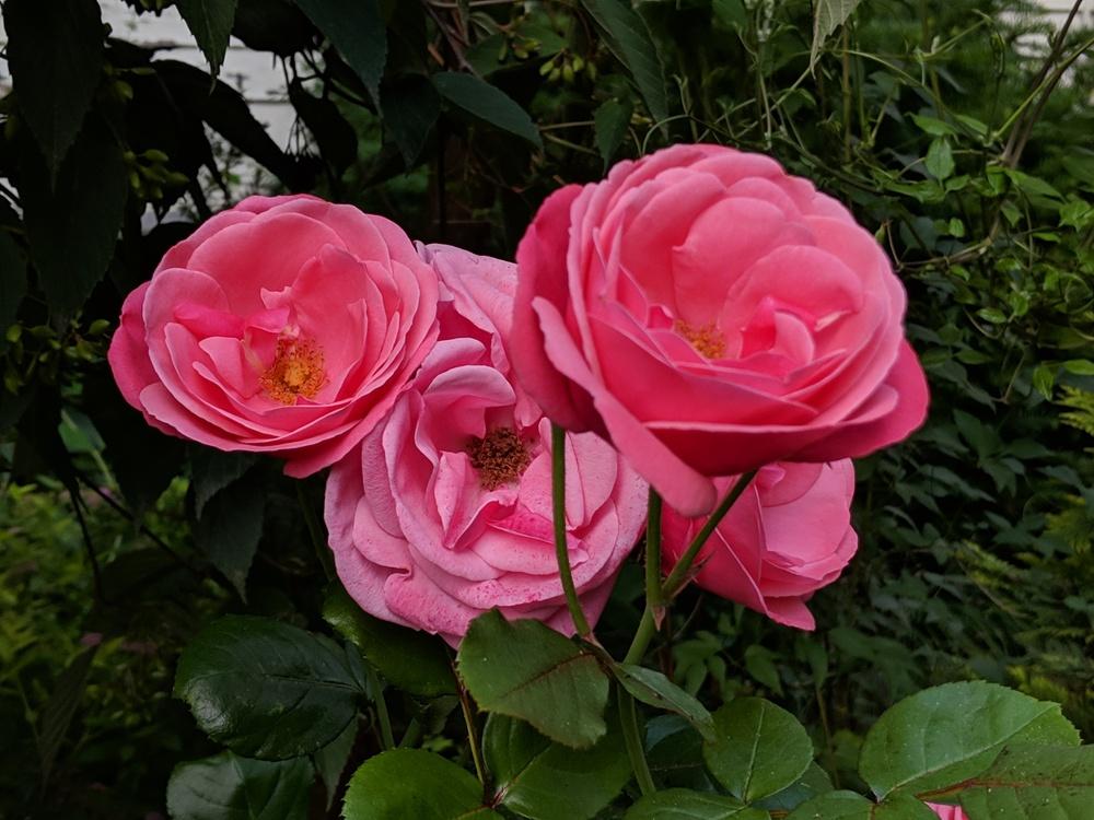 Photo of Rose (Rosa 'Pink Perpetue') uploaded by LorettaNJ