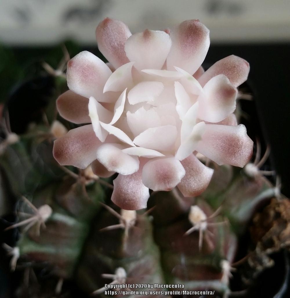 Photo of Chin Cactus (Gymnocalycium mihanovichii) uploaded by Macrocentra