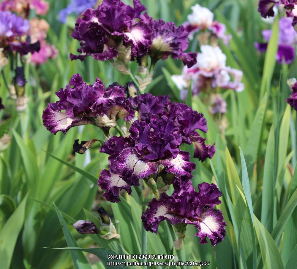 Photo of Tall Bearded Iris (Iris 'Pretty Edgy') uploaded by Valery33