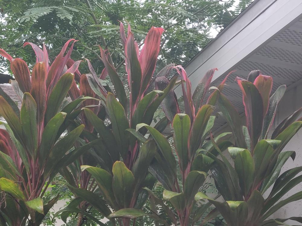Photo of Ti Plant (Cordyline fruticosa 'Leisha') uploaded by dyzzypyxxy
