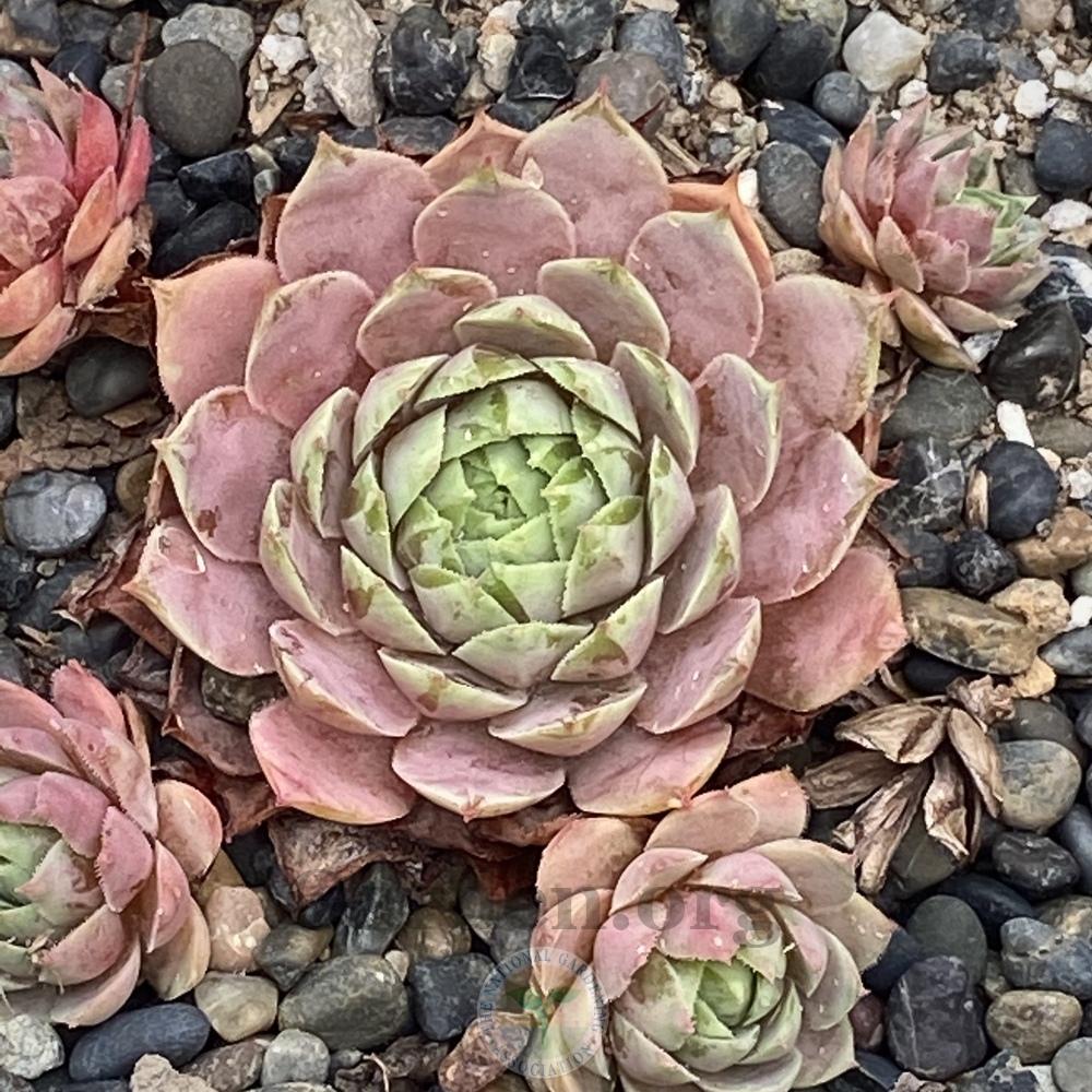 Photo of Hen and chicks (Sempervivum 'Andinn Lady Midday') uploaded by springcolor