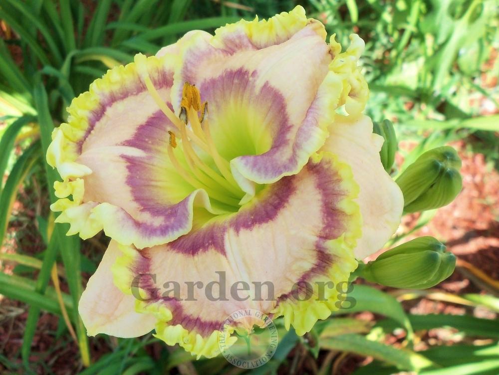 Photo of Daylily (Hemerocallis 'Moving Pictures') uploaded by virginiarose