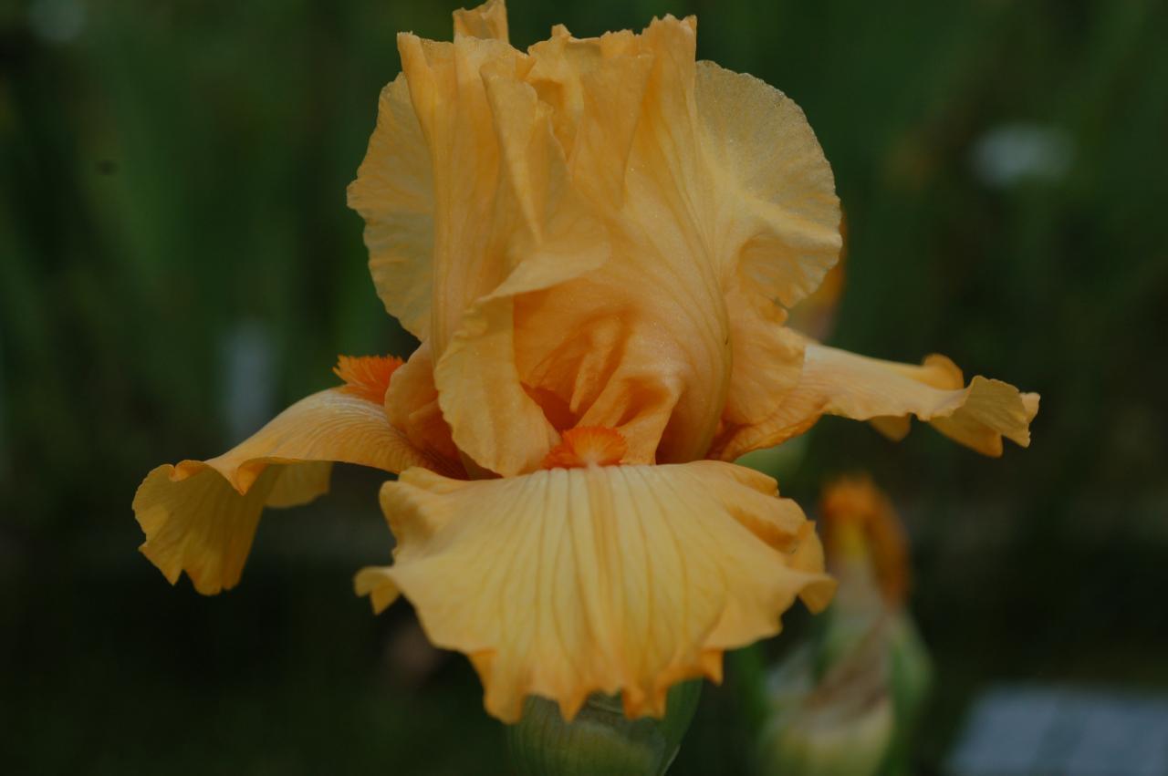 Photo of Tall Bearded Iris (Iris 'Oranges') uploaded by Calif_Sue