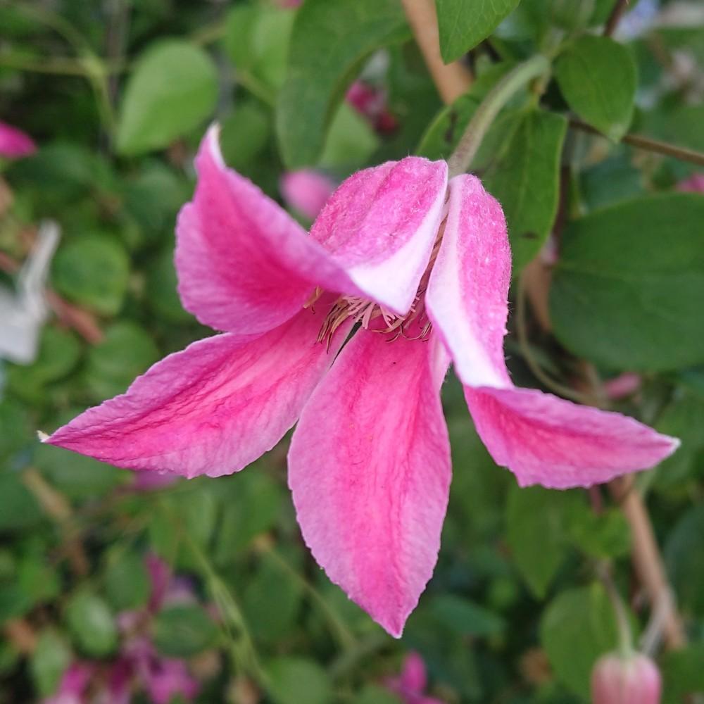 Photo of Clematis (Clematis texensis 'Princess Diana') uploaded by D3LL