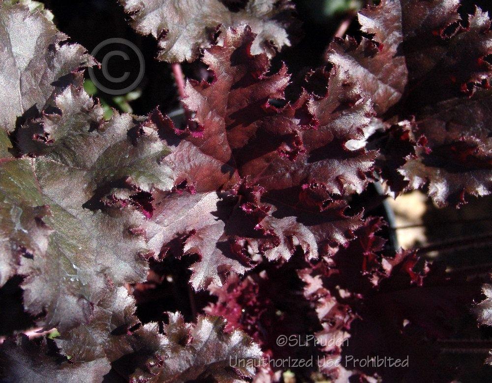Photo of Coral Bells (Heuchera 'Dark Secret') uploaded by DaylilySLP