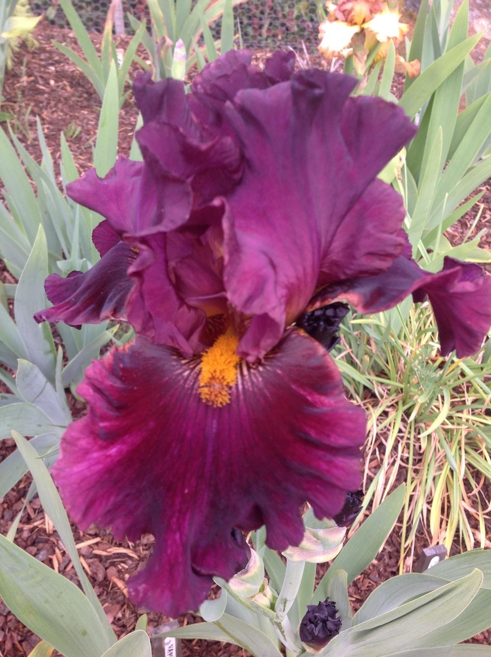 Photo of Tall Bearded Iris (Iris 'Name Game') uploaded by ElleBeesIrisWorld