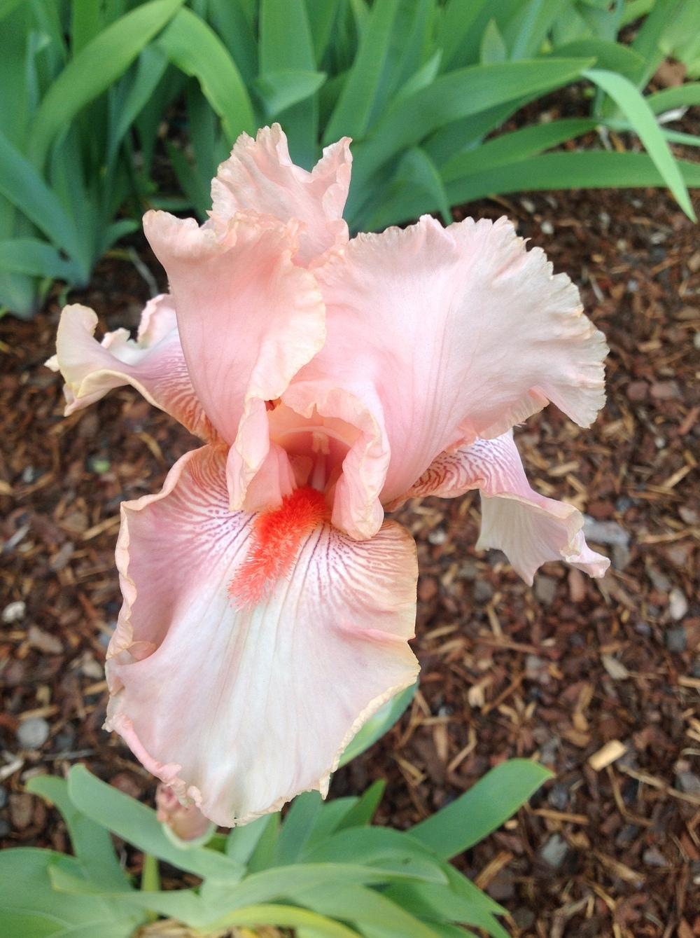 Photo of Tall Bearded Iris (Iris 'Pink Champagne') uploaded by ElleBeesIrisWorld