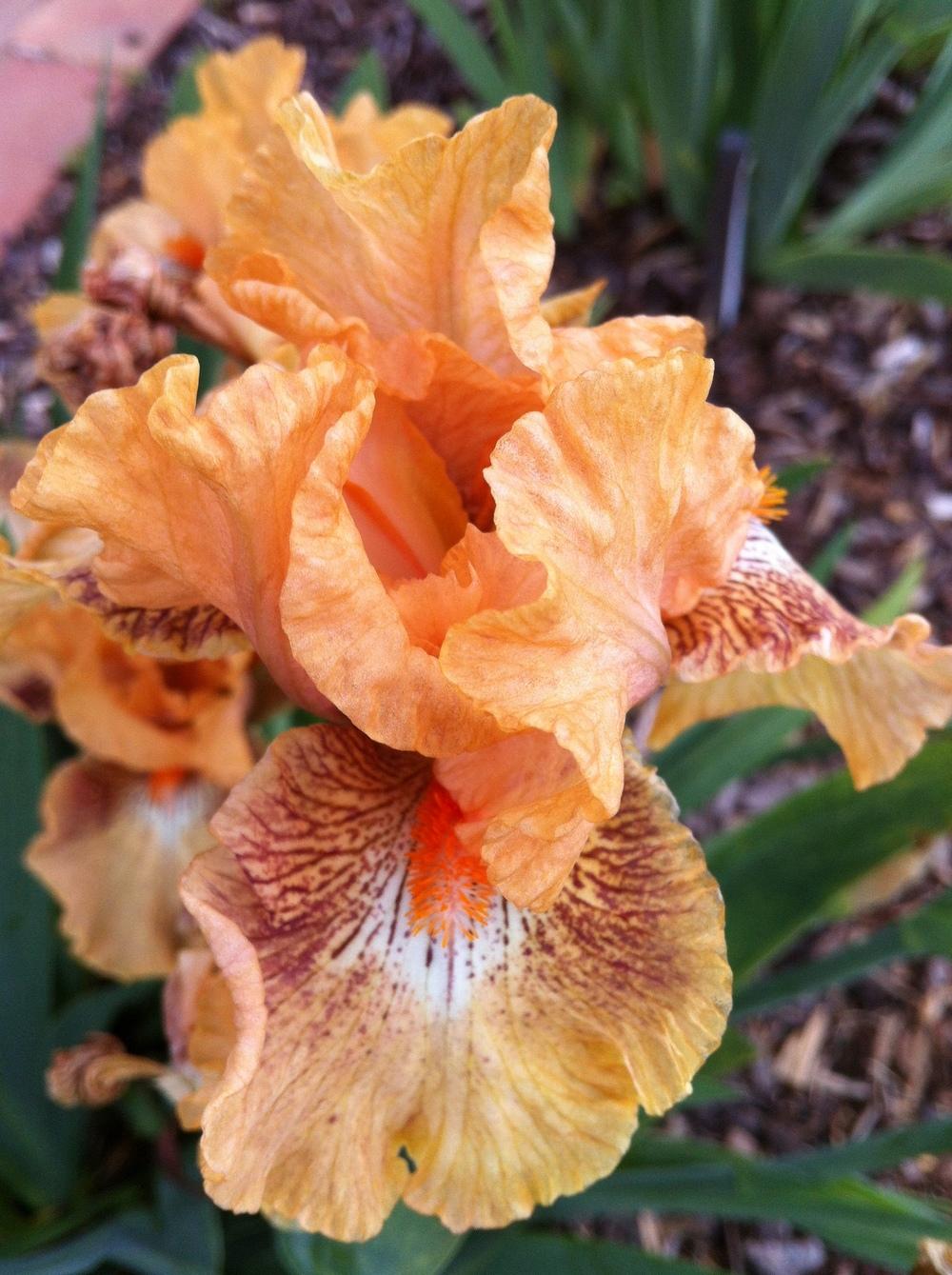Photo of Intermediate Bearded Iris (Iris 'Persnickety') uploaded by ElleBeesIrisWorld