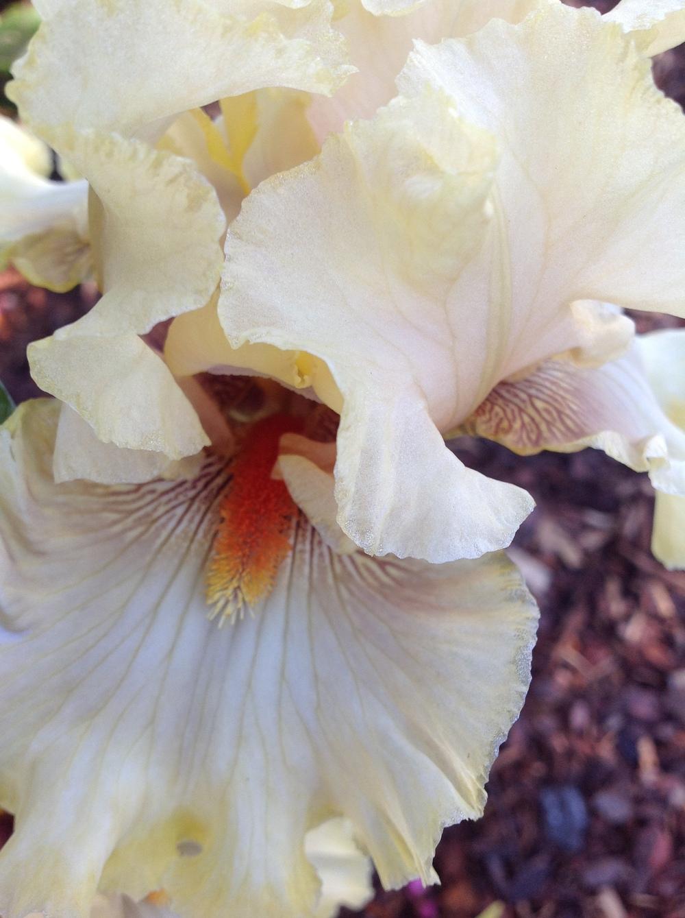 Photo of Tall Bearded Iris (Iris 'Passionately Yours') uploaded by ElleBeesIrisWorld