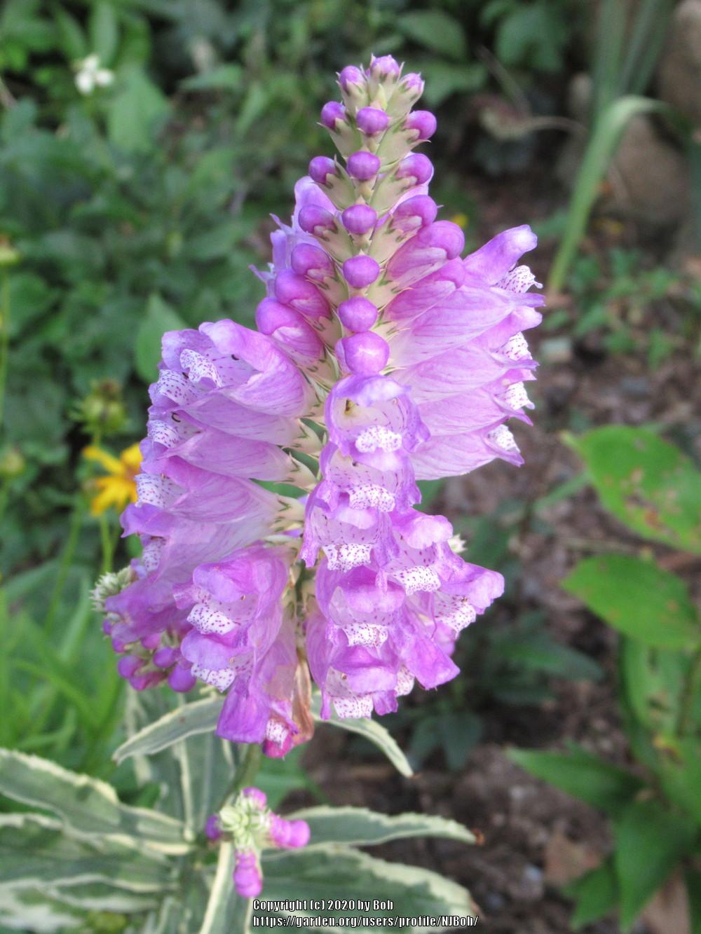 Photo of Variegated Obedient Plant (Physostegia virginiana 'Variegata') uploaded by NJBob