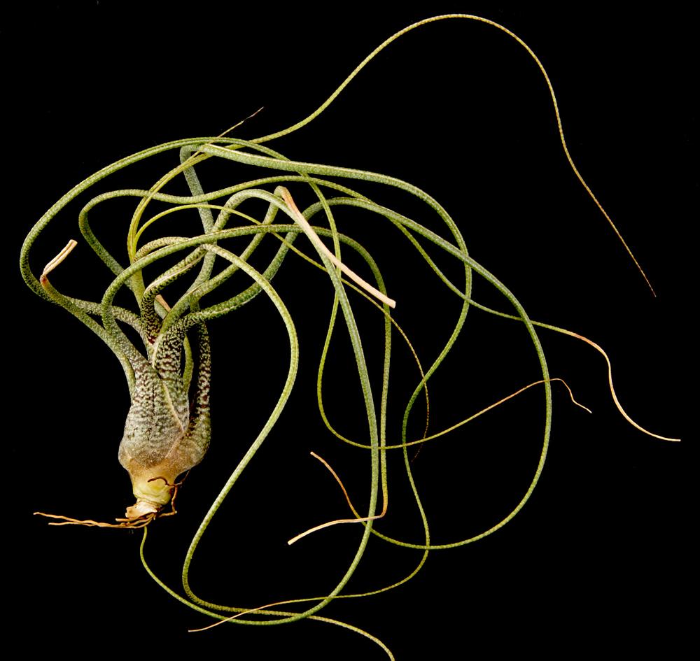 Photo of Air Plant (Tillandsia butzii) uploaded by elgecko