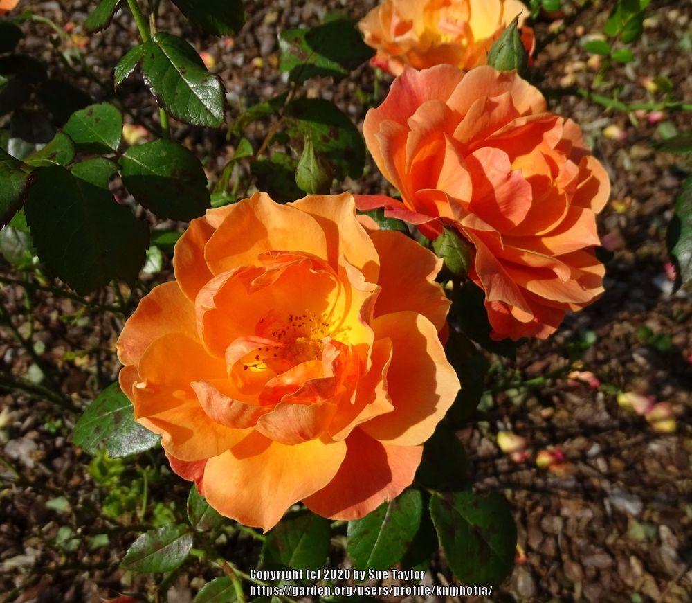 Photo of Floribunda Rose (Rosa 'Livin' Easy') uploaded by kniphofia
