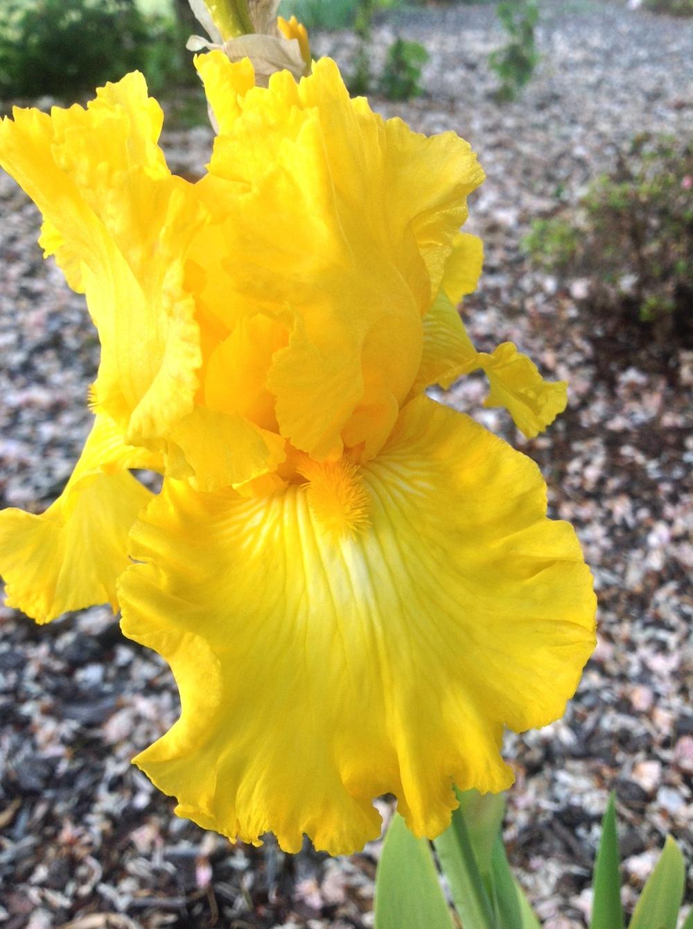 Photo of Tall Bearded Iris (Iris 'Radiant Energy') uploaded by ElleBeesIrisWorld
