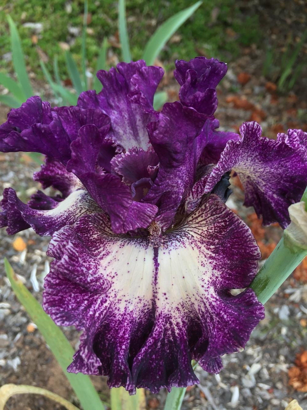 Photo of Tall Bearded Iris (Iris 'Pretty Edgy') uploaded by ElleBeesIrisWorld