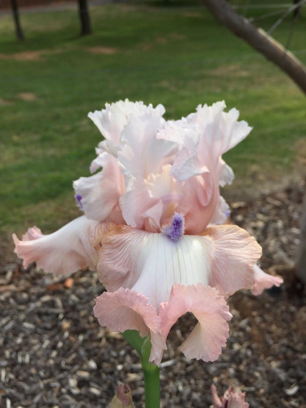 Photo of Tall Bearded Iris (Iris 'Power Point') uploaded by ElleBeesIrisWorld