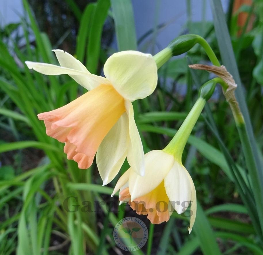 Photo of Jonquilla Narcissus (Narcissus 'Blushing Lady') uploaded by Totally_Amazing