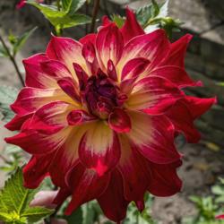 Location: Dahlia Hill, Midland, Michigan
Date: 2019-10-05
An example of a bloom that is true to type for AC Rosebud