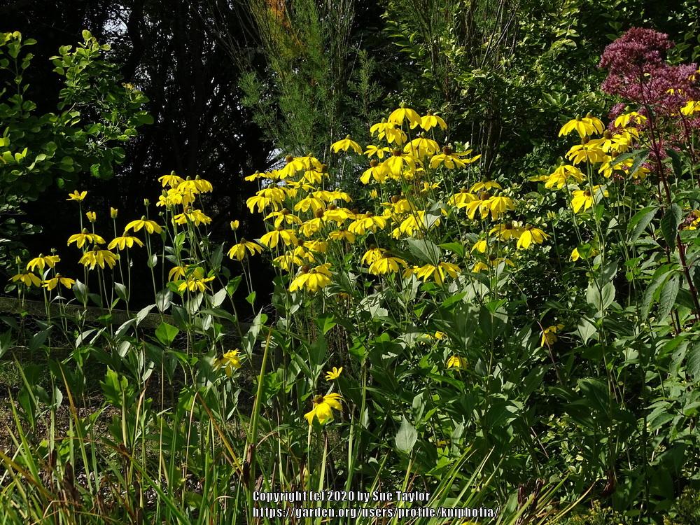 Photo of Cutleaf Coneflower (Rudbeckia laciniata 'Herbstsonne') uploaded by kniphofia