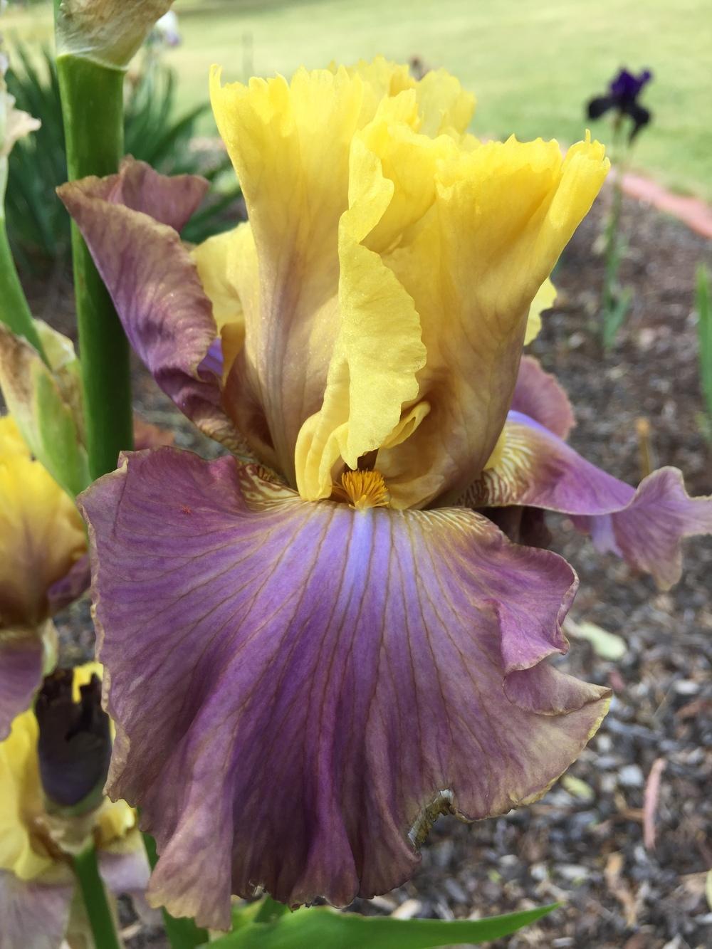 Photo of Tall Bearded Iris (Iris 'Room for Romance') uploaded by ElleBeesIrisWorld