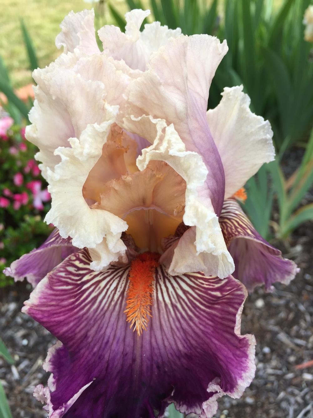 Photo of Tall Bearded Iris (Iris 'Truly Wicked') uploaded by ElleBeesIrisWorld