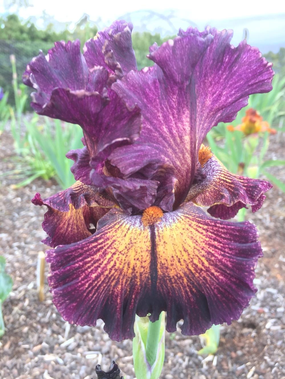 Photo of Tall Bearded Iris (Iris 'Tangled Web') uploaded by ElleBeesIrisWorld
