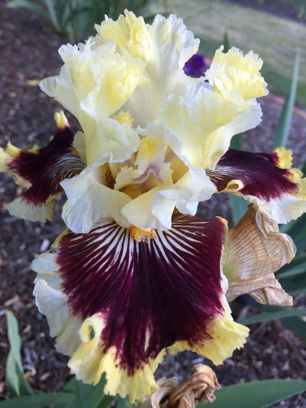 Photo of Tall Bearded Iris (Iris 'Rogue Trader') uploaded by ElleBeesIrisWorld