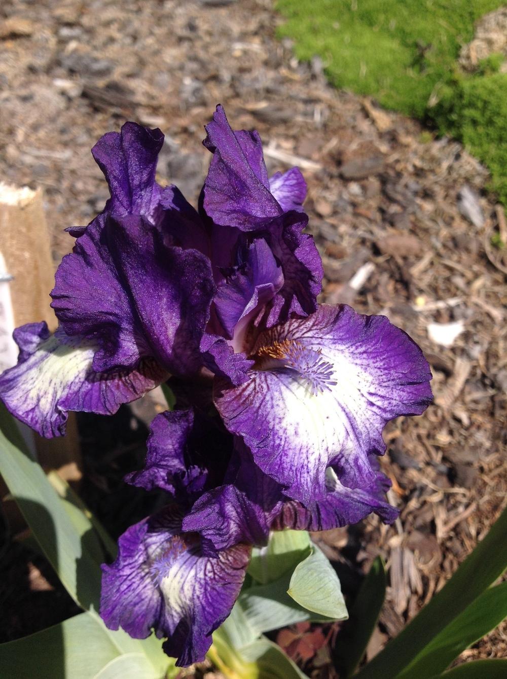Photo of Standard Dwarf Bearded Iris (Iris 'Taja') uploaded by ElleBeesIrisWorld