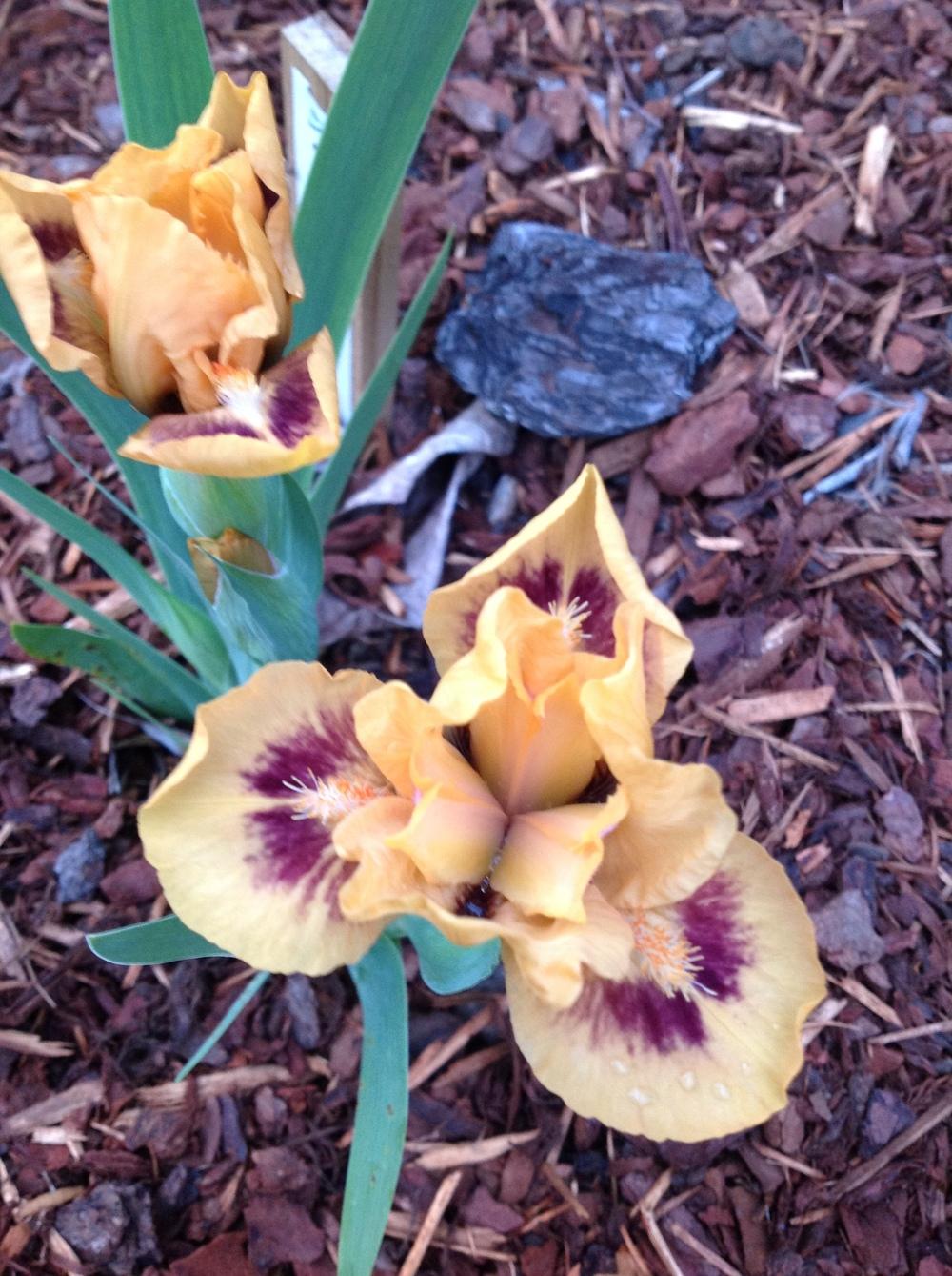 Photo of Standard Dwarf Bearded Iris (Iris 'Thumb Tack') uploaded by ElleBeesIrisWorld