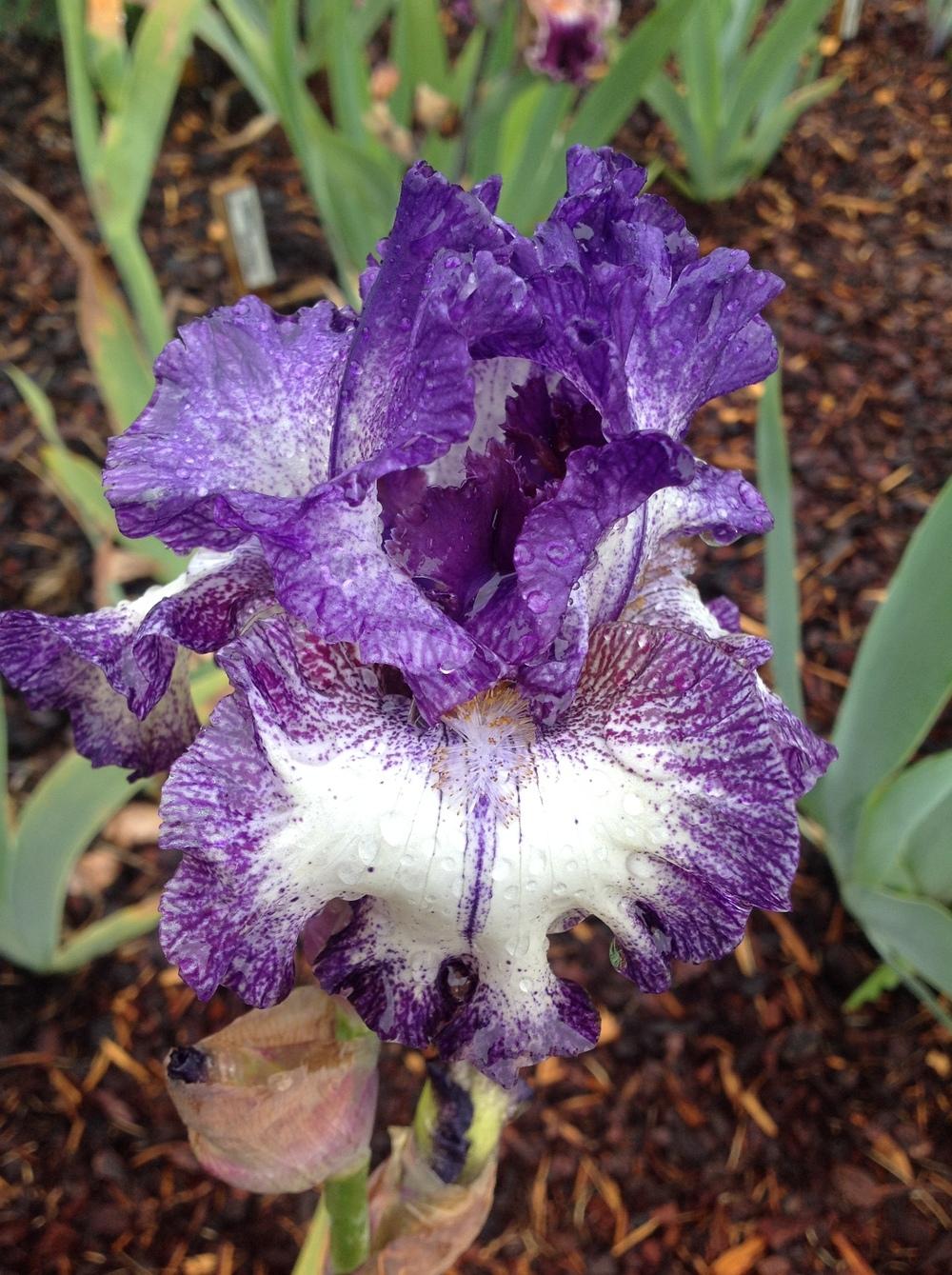 Photo of Tall Bearded Iris (Iris 'Rumor Has It') uploaded by ElleBeesIrisWorld