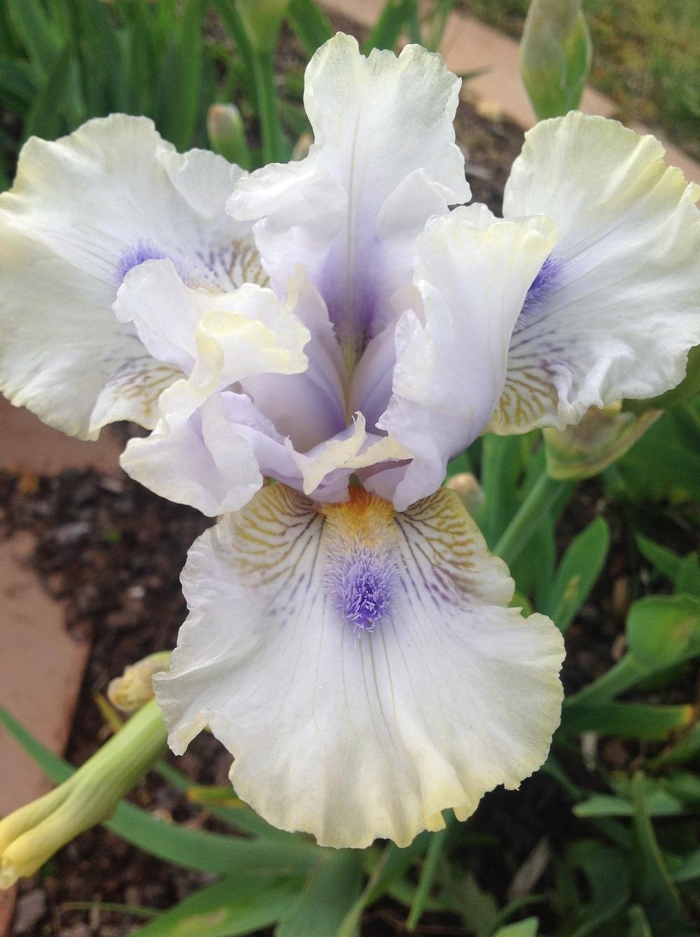Photo of Intermediate Bearded Iris (Iris 'Tickle the Ivories') uploaded by ElleBeesIrisWorld