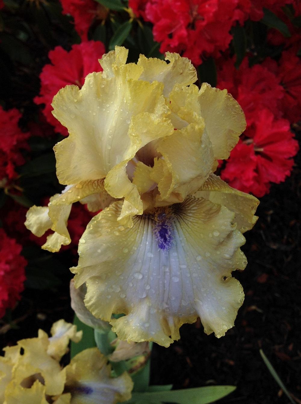 Photo of Tall Bearded Iris (Iris 'Ride the Tiger') uploaded by ElleBeesIrisWorld