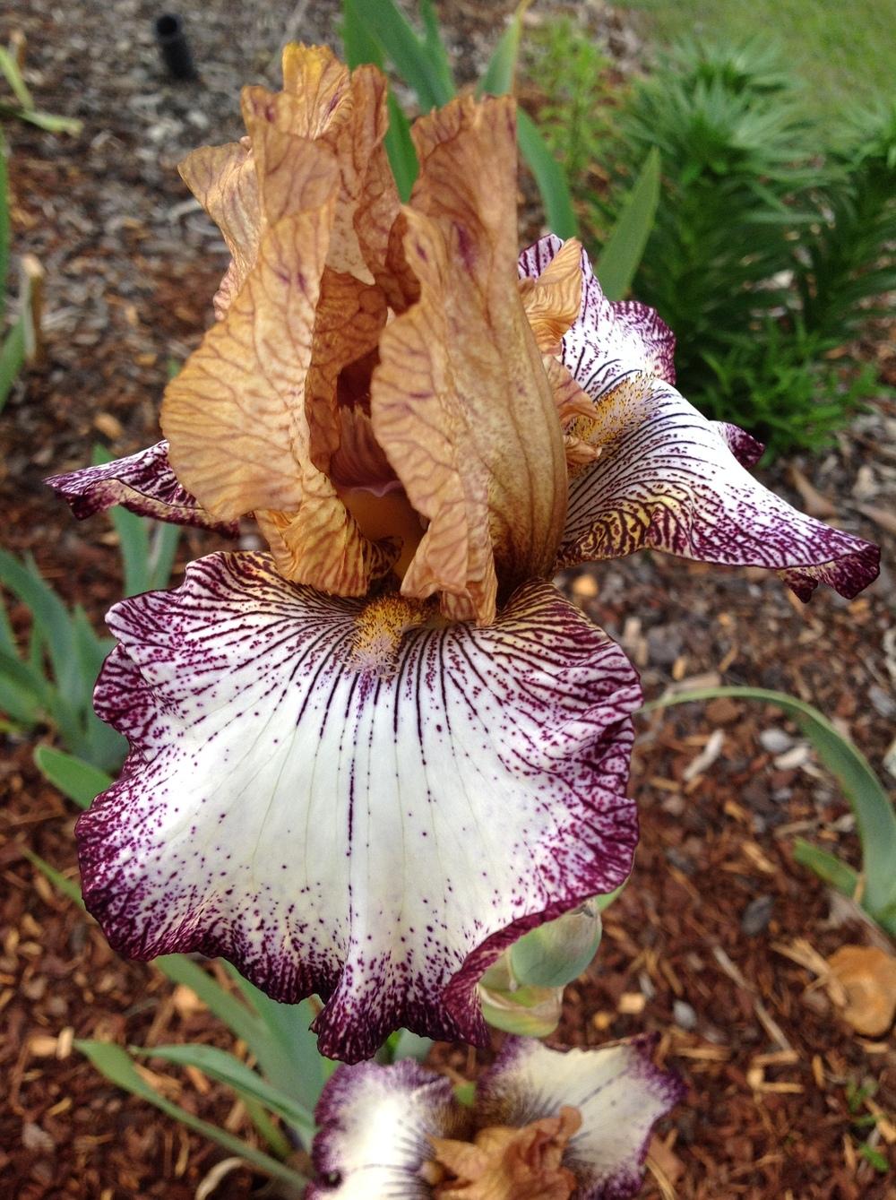 Photo of Tall Bearded Iris (Iris 'Tennessee Woman') uploaded by ElleBeesIrisWorld