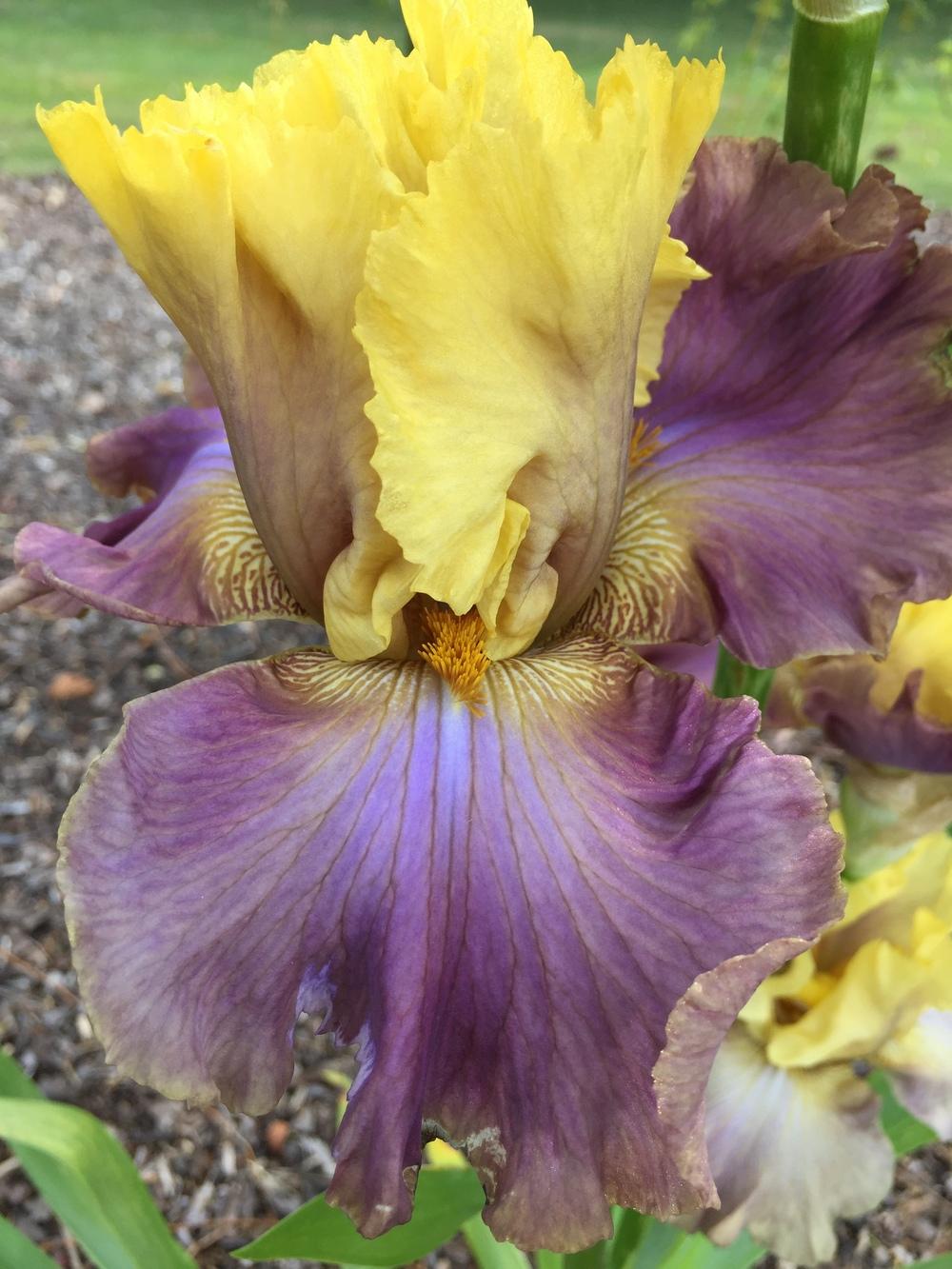 Photo of Tall Bearded Iris (Iris 'Room for Romance') uploaded by ElleBeesIrisWorld