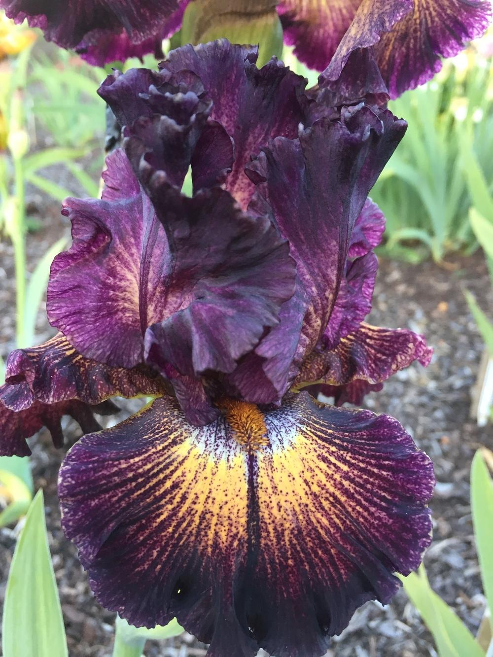 Photo of Tall Bearded Iris (Iris 'Tangled Web') uploaded by ElleBeesIrisWorld